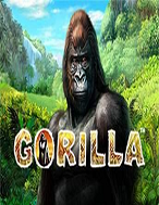 gorilla
